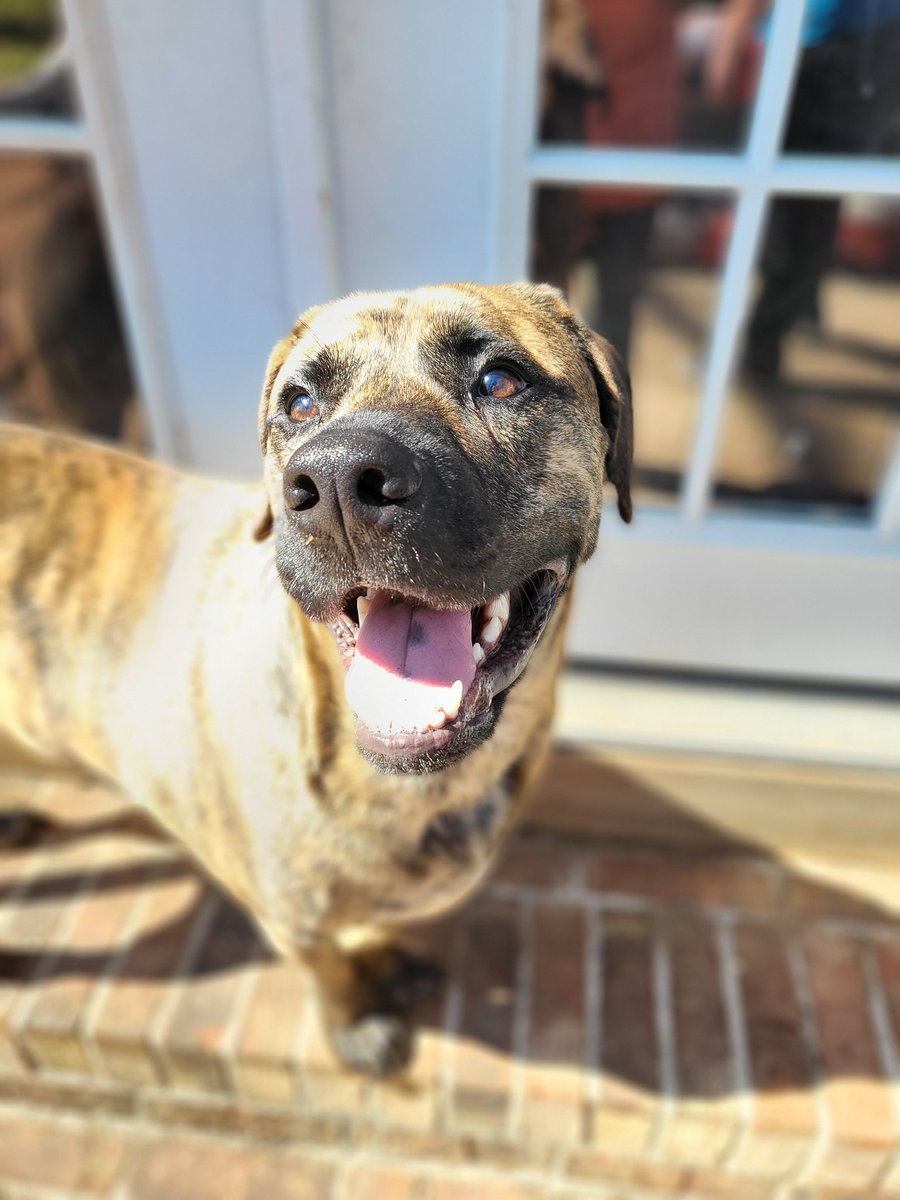 Happy to say I'm now on Instagram!! <a href="/Ranger/">RANGER</a>.d.davis
What's your Instagram and we can help each other out!!! 
#dogsofinstagram #DogsofTwittter #boopmysnoot