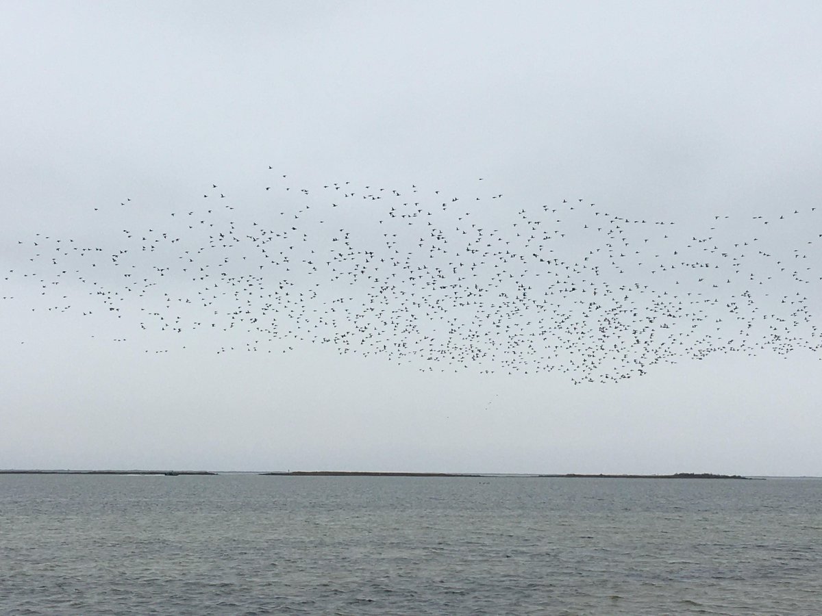 Thousands of Redhead overwintering in south Texas on the Laguna Madre along @PadreIslandNPS. I've counted upwards of 9500 from this same mudflat earlier in the winter @DucksUnlimited #birds #birding #BirdsSeenIn2022 #texasbirding #Texas