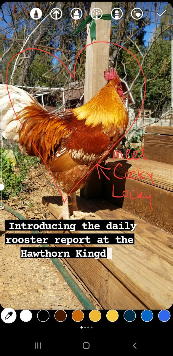 Queen_Ma_ma's tweet photo. Find the new #RoosterReport broadcasting from the #HawthornKingdom at https://t.co/W890qWFvAI https://t.co/6ONaJsXSDj