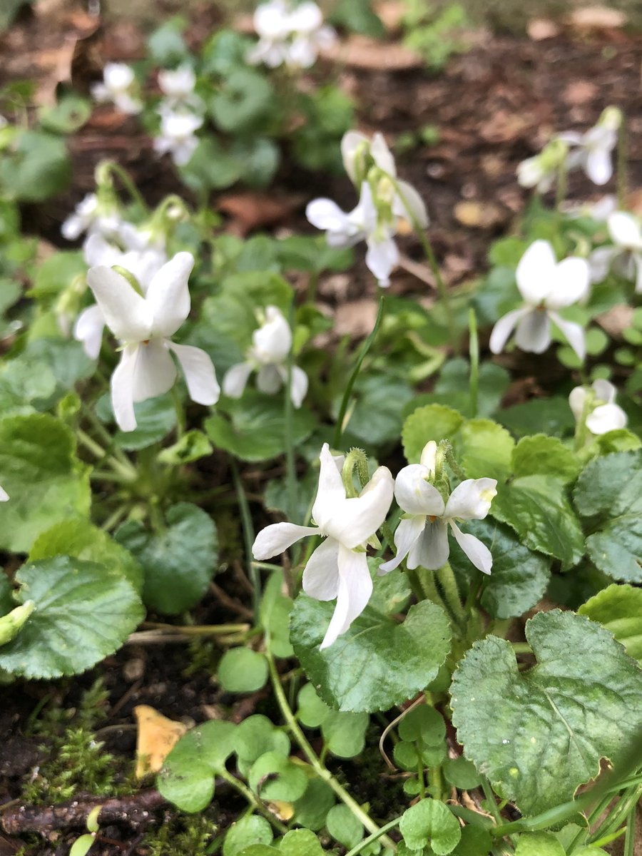 #InonderTwitterDePlantes aller hop 
Petites violettes albinos. Je n’ose même pas sentir si elles ont un parfum 😻