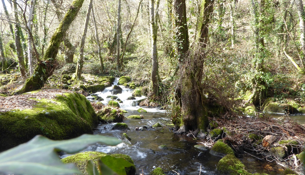⭐⭐⭐NUEVO: al norte de la provincia de Ourense encontramos un bosque mágico. ¿Conoces la ruta que lo atraviesa? Os hablamos de esta senda perfecta para hacer un plan de #senderismo #conniños escapalandia.com/el-bosque-magi…
