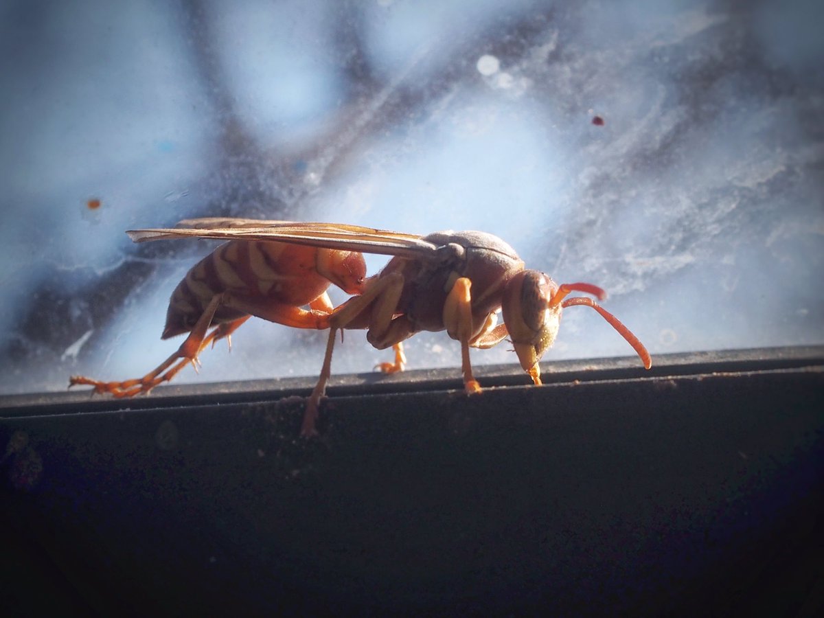 BugCatcher_Mark's tweet photo. First signs of spring emerging with this fascinating little Umbrella Paper wasp. #invertebrate #wasp #bugcatchermark #nature https://t.co/VyJwSuXwGd