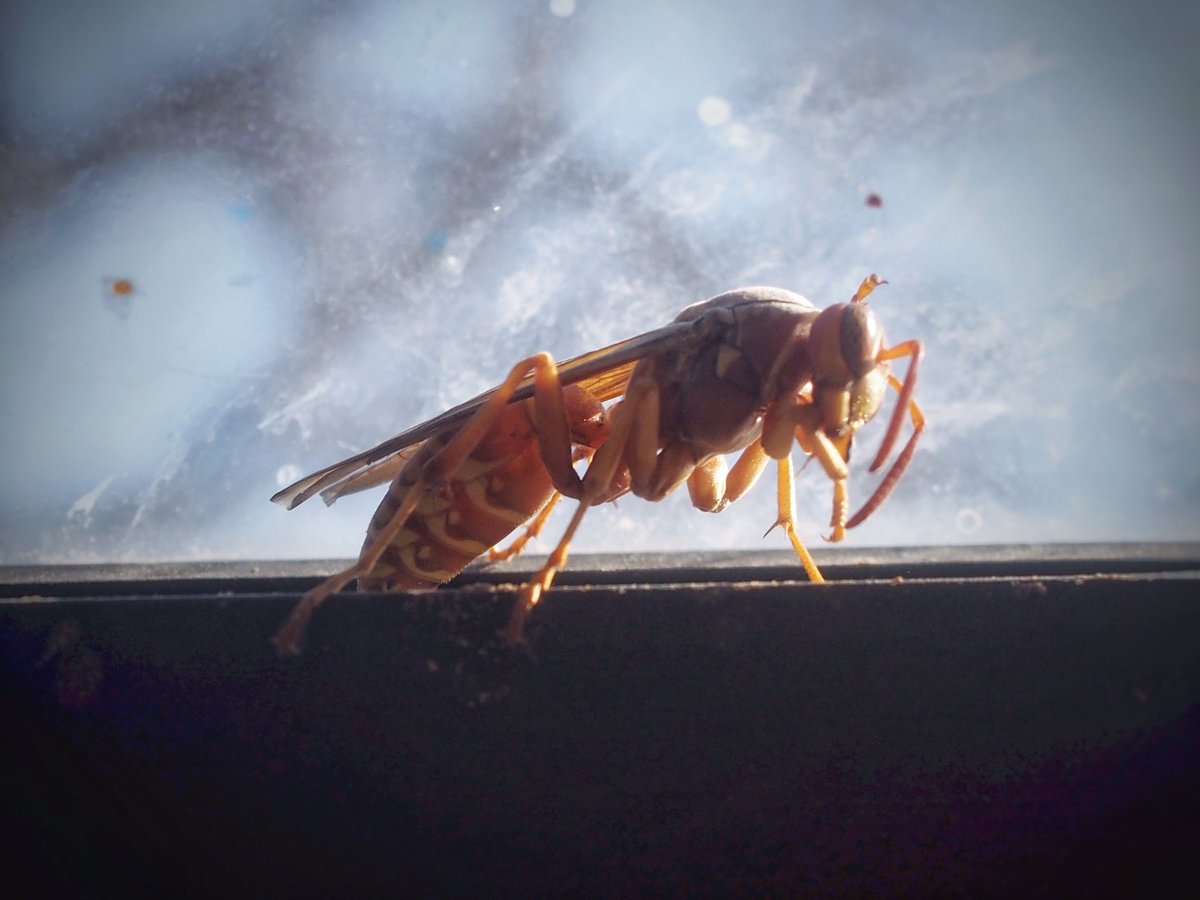 BugCatcher_Mark's tweet photo. First signs of spring emerging with this fascinating little Umbrella Paper wasp. #invertebrate #wasp #bugcatchermark #nature https://t.co/VyJwSuXwGd