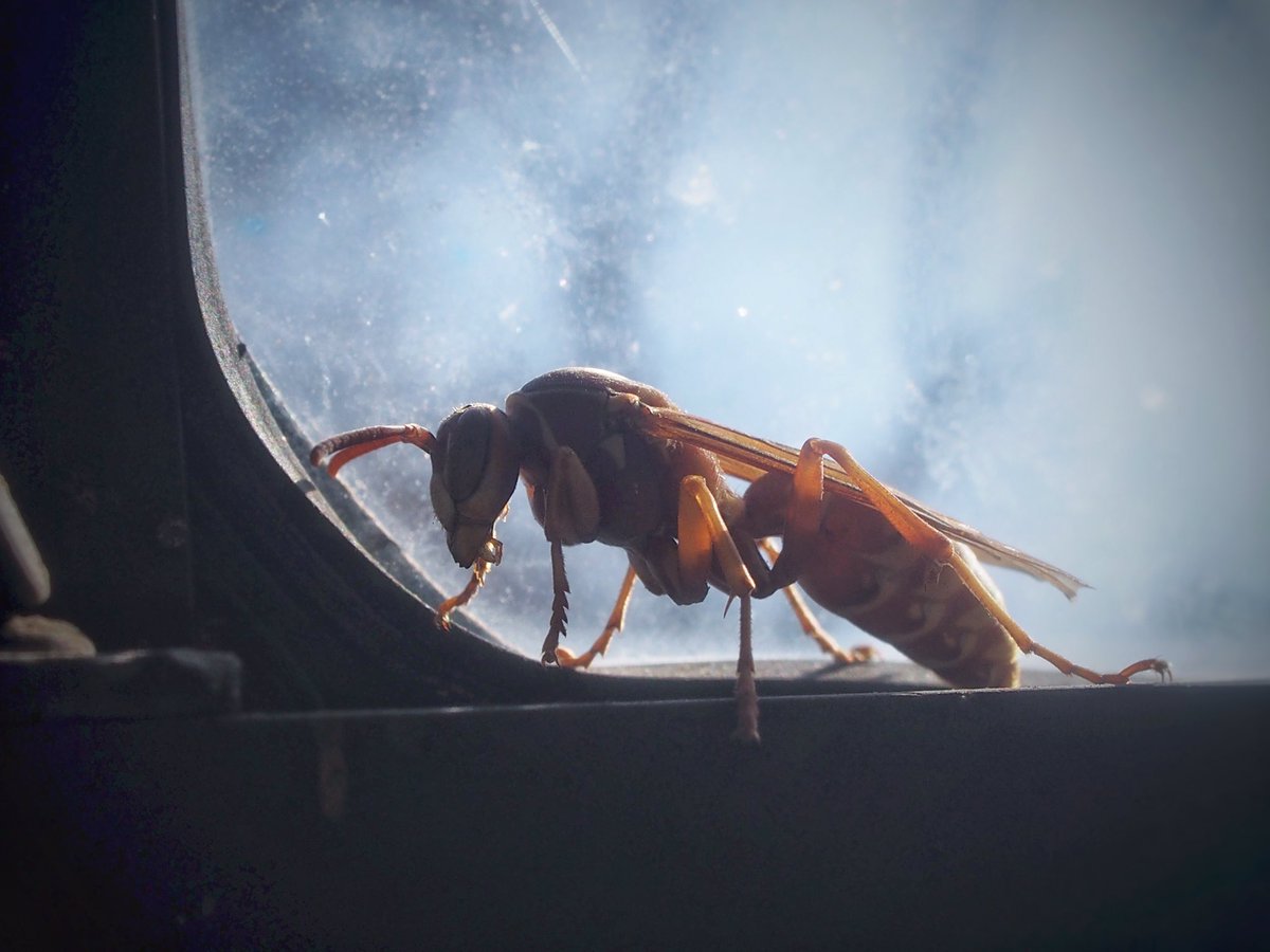 BugCatcher_Mark's tweet photo. First signs of spring emerging with this fascinating little Umbrella Paper wasp. #invertebrate #wasp #bugcatchermark #nature https://t.co/VyJwSuXwGd