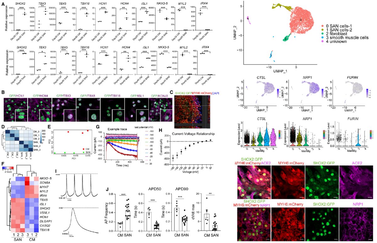 HaoYin20's tweet photo. Equally important in this paper is a protocol for human #EmbryonicStemCell-derived #SinoatrialNode-like Pacemaker cell🤠 https://t.co/yJfshZ7JoT