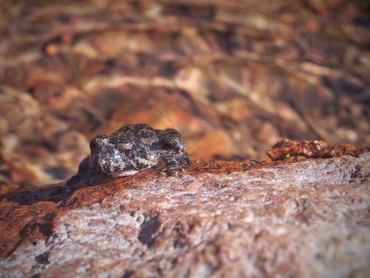 BugCatcher_Mark's tweet photo. This little Blanchards Cricket Frog  is my first herp of 2022. #herping #oklahomanature #frog #amphibian #herping2022 https://t.co/v23uaJU6Gn
