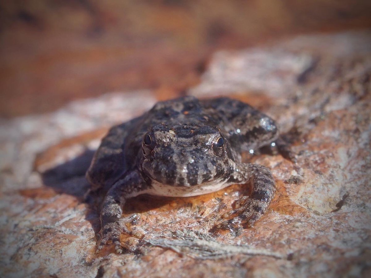 BugCatcher_Mark's tweet photo. This little Blanchards Cricket Frog  is my first herp of 2022. #herping #oklahomanature #frog #amphibian #herping2022 https://t.co/v23uaJU6Gn