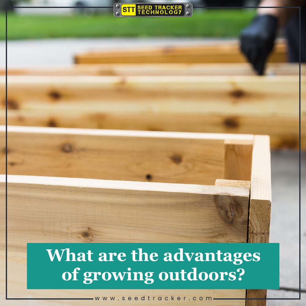 SeedTrackerTech's tweet photo. 🔥 With so many different types of indoor setups being shared online, it sometimes might feel like outdoor isn't the way to go. However, this is NOT true; there is so many advantages to growing outdoors! Check out our FB or IG to learn more! 😁 https://t.co/rTLPaYJDVe