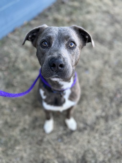 RT <a href="/GreatPlainsSPCA/">Great Plains SPCA</a>
King is still waiting for his queen &amp; happily ever after. 💔👑
Come meet him during our Tour for Life Adoption Special! Today through Sunday, adult dogs and cats’ adoption fees are 50% off! Come in &amp; save a life by adopting! 🐾