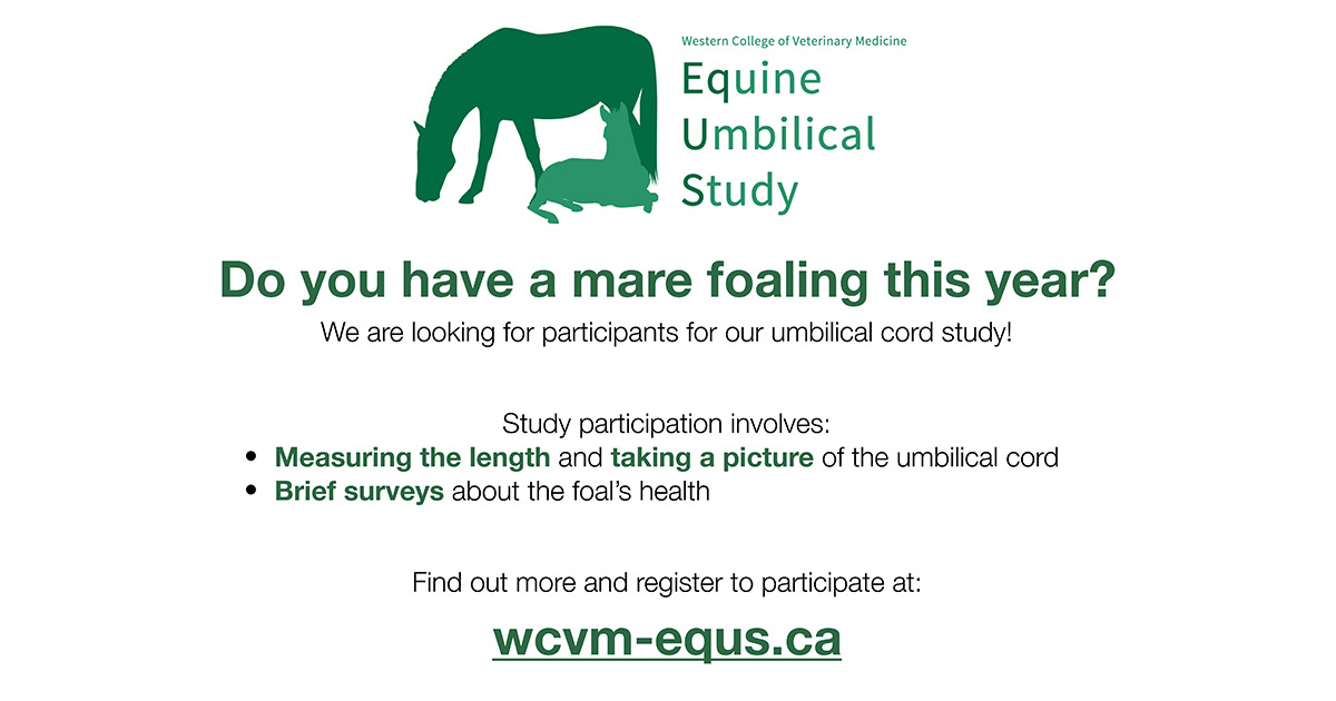 Do you have a mare foaling this year? #WCVM researchers are recruiting horse owners to assist with research into foal health. Please check out their website at wcvm-equs.ca for more information. #USaskResearch #horsehealth