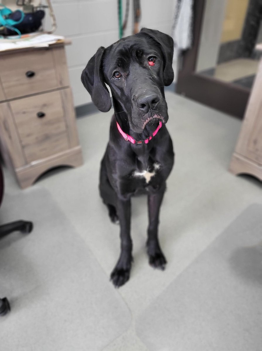 Cedar Bend Humane tweet media