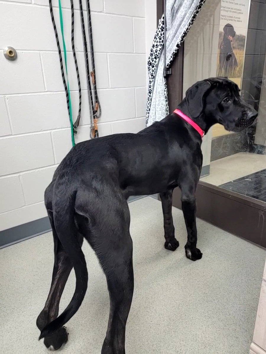 Cedar Bend Humane tweet media