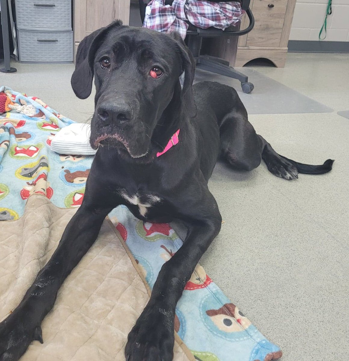 Cedar Bend Humane tweet media