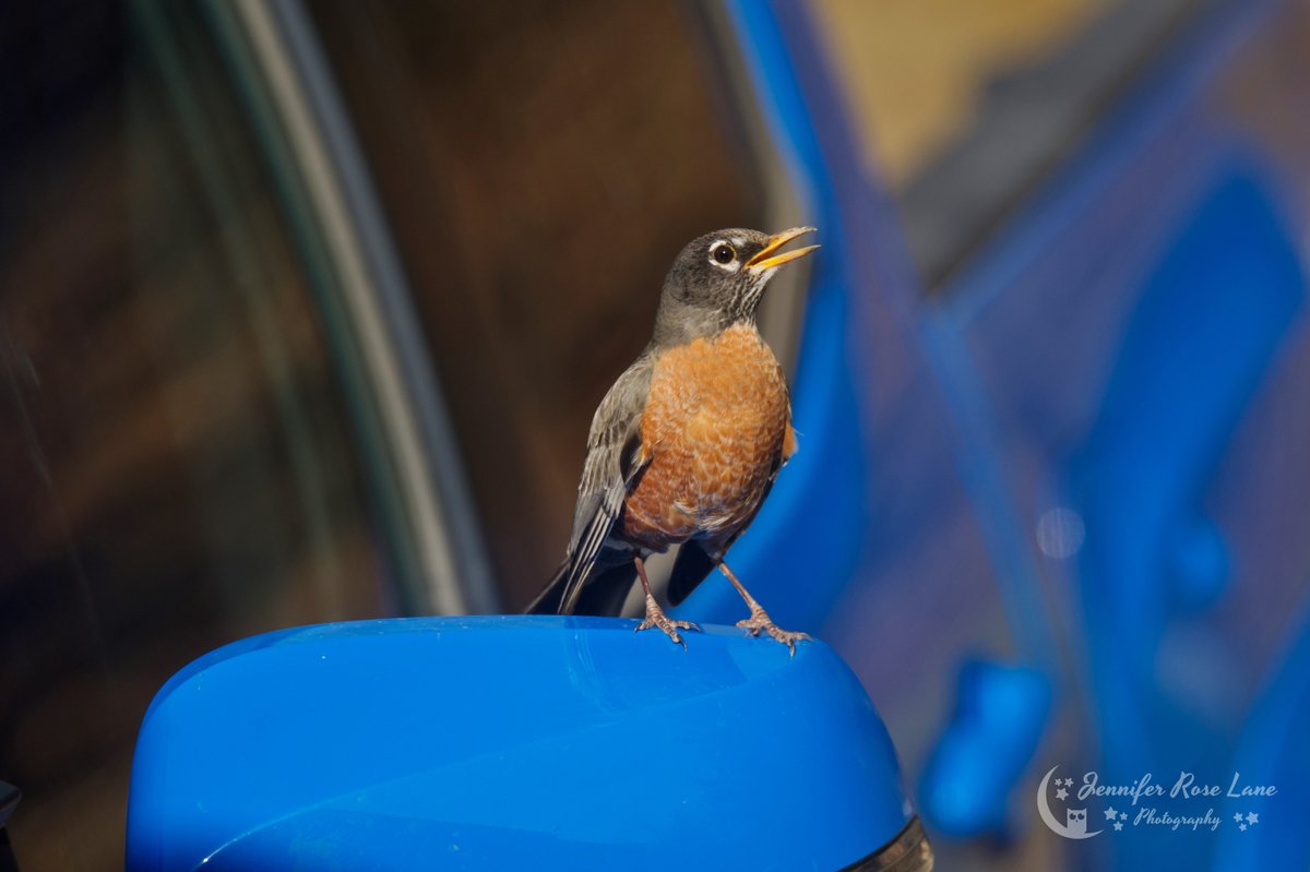 Jens_Starry_Sky's tweet photo. Robin 😃 My yard is full of them! #birds #birdwatching #birdpics #VooDooBlueTacoma #VooDooBlue #Tacoma #nature #SpringIsComing #WV #WVbirds @ThePhotoHour https://t.co/xomJ01S12u