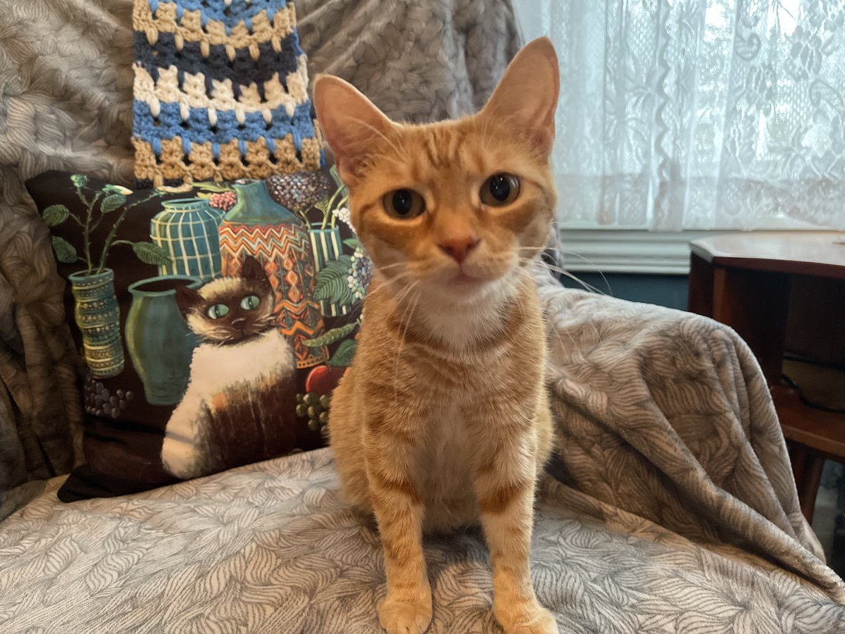 mor100's tweet photo. This is Ginger!  She is our foster guest and soon to be your cuddle monster! :) Ginger would be perfect in a single pet home and with other cats if introduced properly.  Not so much dogs. She is all taken care of medically and ready to have her own human to love :) Interested? https://t.co/HpV02HG6PI