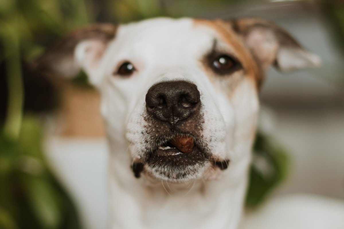 Happy Thursday, friends! Did you remember to take your vitamins today?? 🐾🐶 #twitterdogcommunity #dogsoftwitter #FinnForTheWin