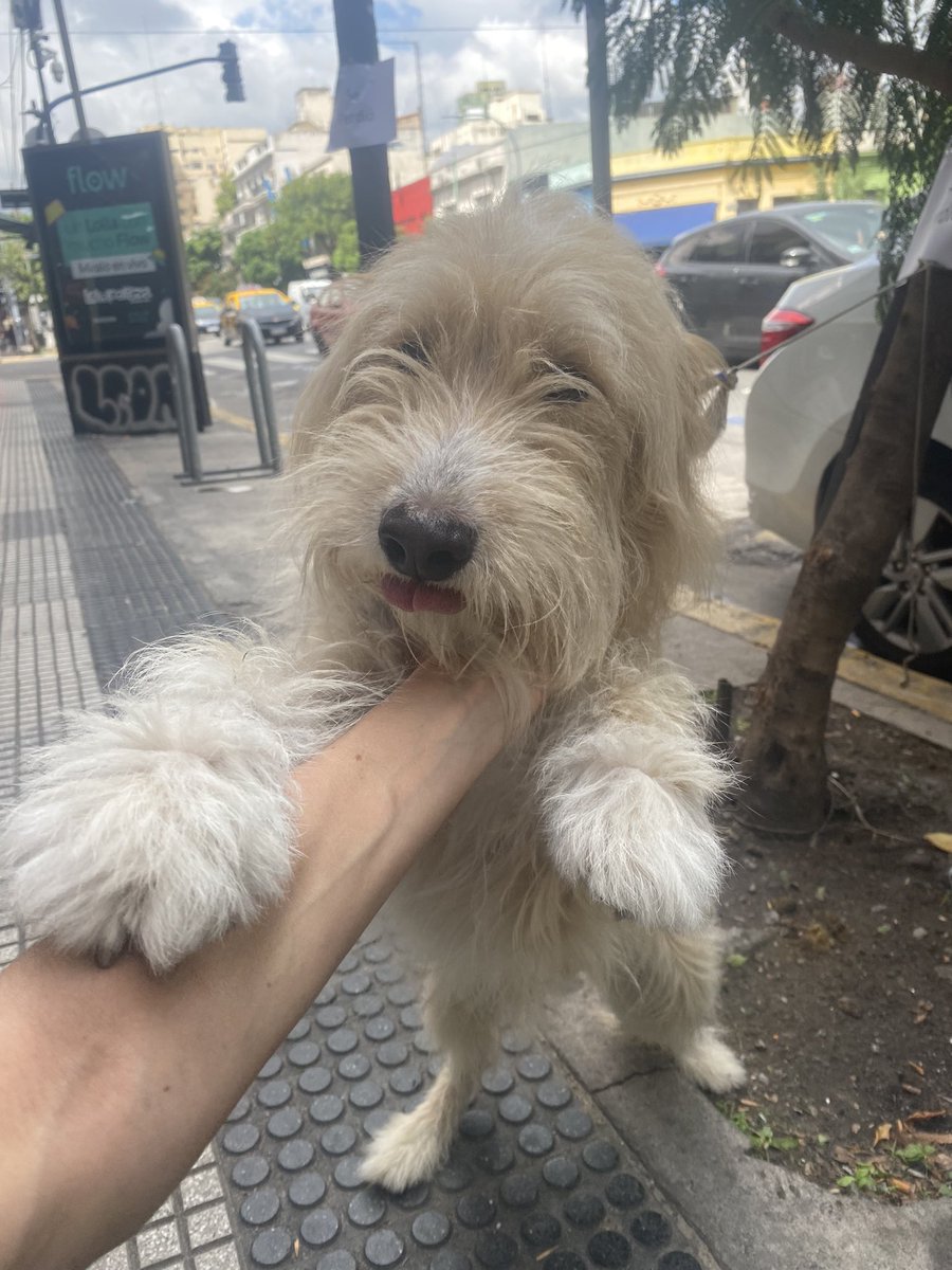 justinarrrr's tweet photo. Encontramos un perrito en Palermo perdido. Me gustaría que encuentre a su mama ..si me ayudan? https://t.co/iEiOoX21YH