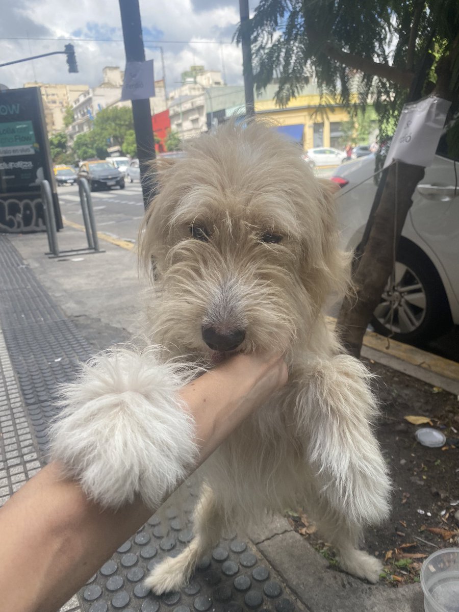 justinarrrr's tweet photo. Encontramos un perrito en Palermo perdido. Me gustaría que encuentre a su mama ..si me ayudan? https://t.co/iEiOoX21YH