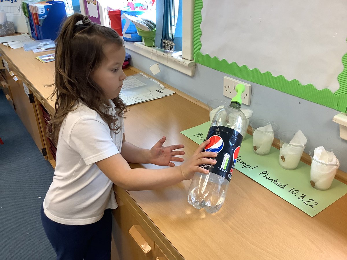 MrsLerpiniere's tweet photo. Now we are going to take a peek as our broad bean seeds grow 🌱@MrsAChok @MissRCallaghan @RAiSE_falkirk @sercc https://t.co/VUIHACyArt