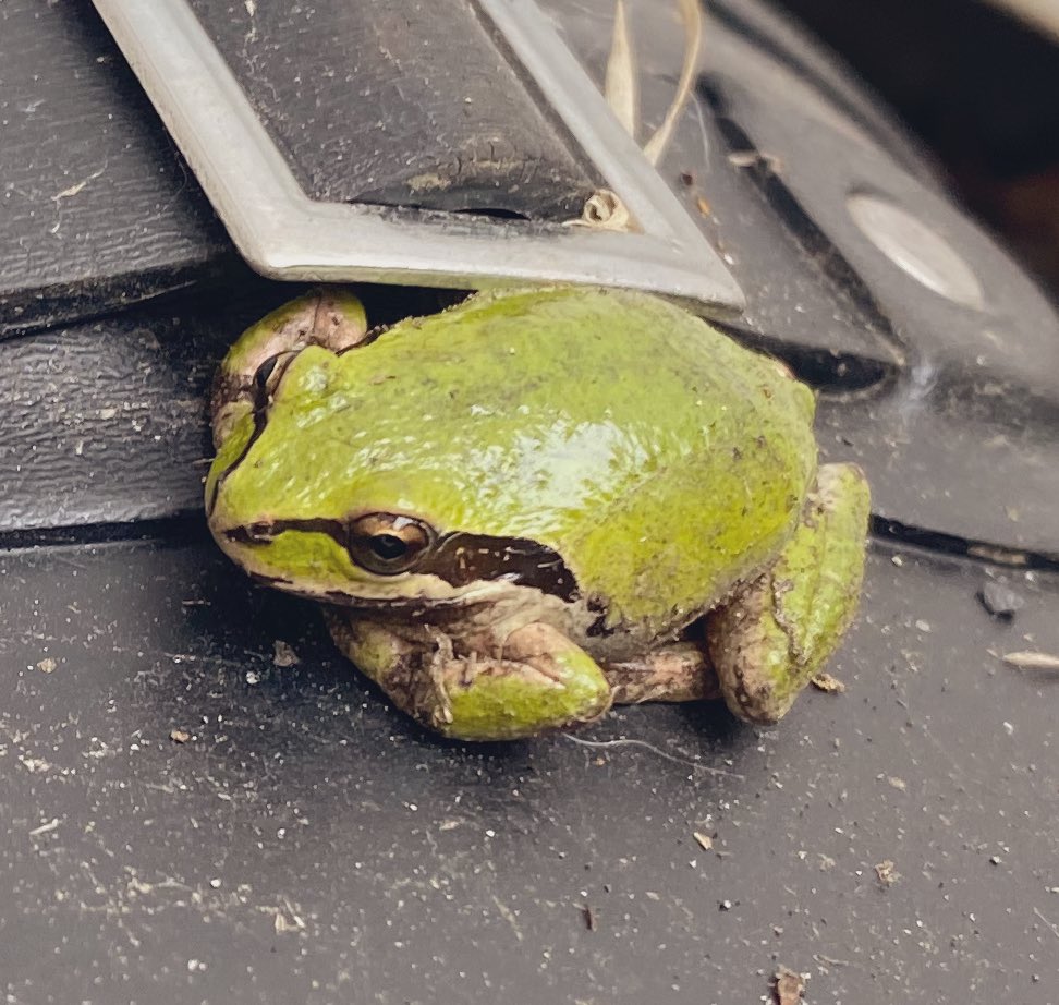 0xImages's tweet photo. The was a lil spring 🐸 on my fishing boots this morning. Thinking it’s a sign either that going to catch a 🎣 or @0xOutlaws #NFTs going to #100xgem on #AVAX 

#nature #frog #fishing https://t.co/5sZkstrsZ8