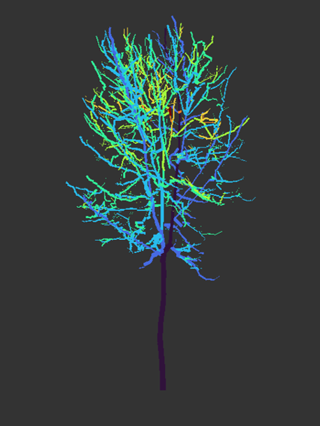maiara_sg's tweet image. Well, algorithms modelling (QSM) didn't come out great (and if you don't use a gamer computer when trying the best quality cloud point data, the hardware might fry ☠️)...but the 3D trees are there! #virtualforest