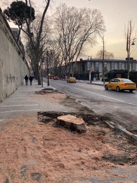 İddia odur ki uzun zamandır manzarayı kapattığından mütevellit İBB, Beşiktaş Çırağan Caddesi'nde 112 çınar ağacını "kuruma belirtisi" ! nedeniyle kesip doğradı.İBB Başkanının balıkçıda olması muhtemel katliamdan bihaberdirler.Geziciler ise gece uykusunda.