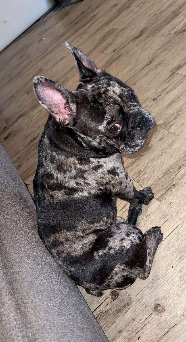 HalftimeMerle's tweet image. You said we’re going outside, Feeling good today 😌💙🐾#DogsofTwittter #Frenchie