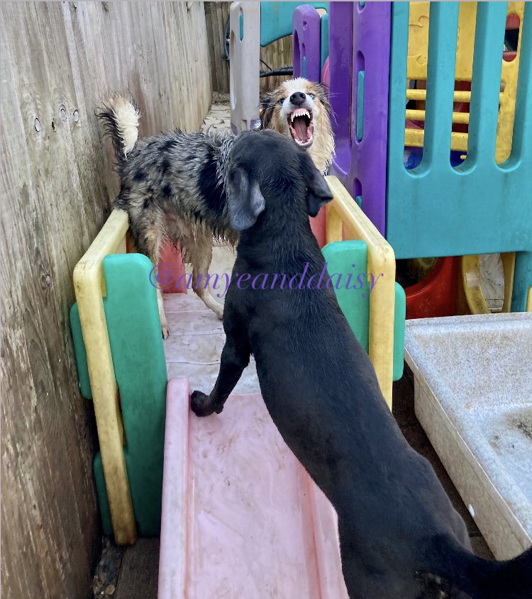 “Stop holding yourself back from doing amazing things!” ✋🏻🛑🤩🤷🏼‍♀️🐾

Teeth out Thursday! 🦷 
These two play very ruff but are definitely besties!

In these photos:
Shelby - Labrador - ours 
Murdo - border collie
#amyeanddaisy #twitterdogcommunity #dogsoftwitter