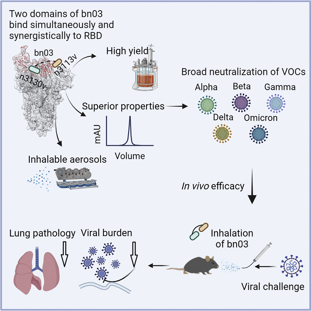 An inhaled, broad neutralizing antibody effective vs all variants to date cell.com/cell/fulltext/… <a href="/CellCellPress/">Cell</a> @justsaysinmice
