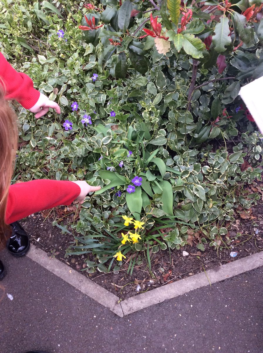 HTAClassGrim's tweet photo. This afternoon we went on a spring walk around the school grounds to look for signs of spring. We thought about what we could feel, smell, hear and see.@HTAClassWebster #HTAscience https://t.co/4y5oXeOq11