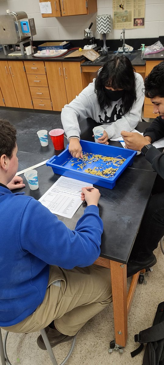 MrsCalvelage's tweet photo. Starting Natural Selection with bird beaks. Figuring out which "beaks" work for each food type. We will compare this to Darwin's findings in the Galapagos Islands. https://t.co/KEIoA0jKiE