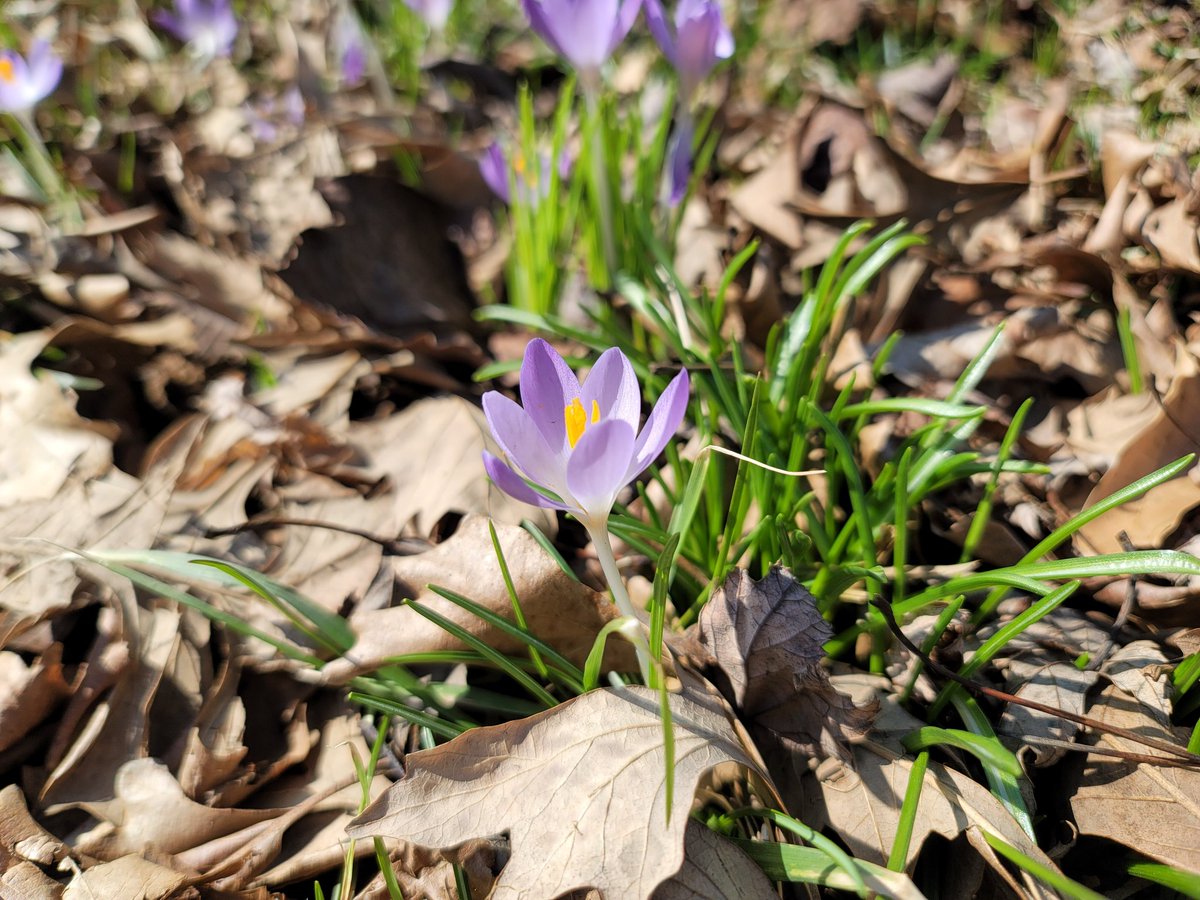 kinghawk_'s tweet photo. Crocuses https://t.co/NjrpDmWzAJ
