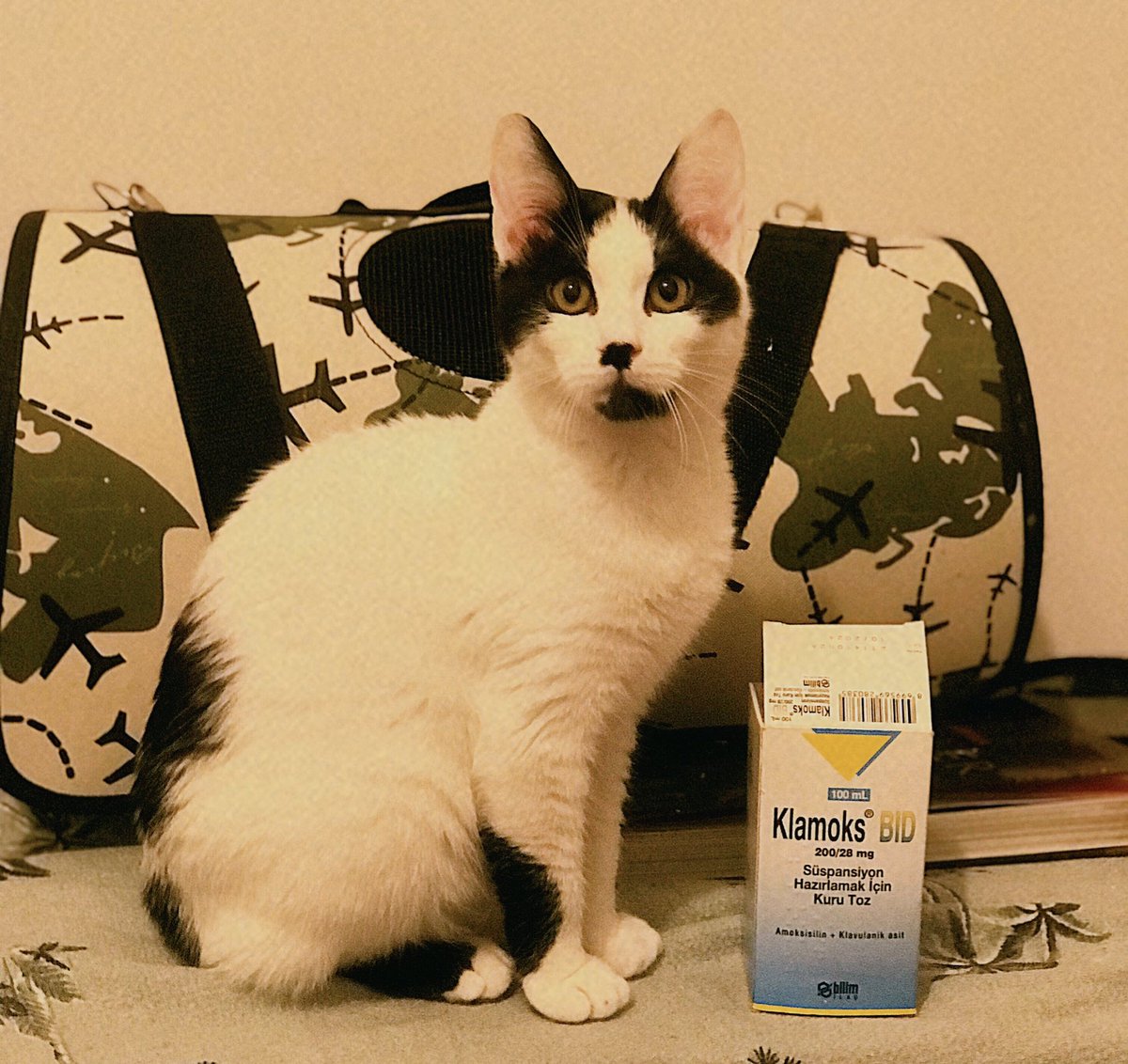 İlaç tanıtımı gibi olmamış mı 😬😊 Büyüyoruz ve iyileşiyoruz ✨ #cat #catlovers #animals #follobackforfolloback #follo4folloback