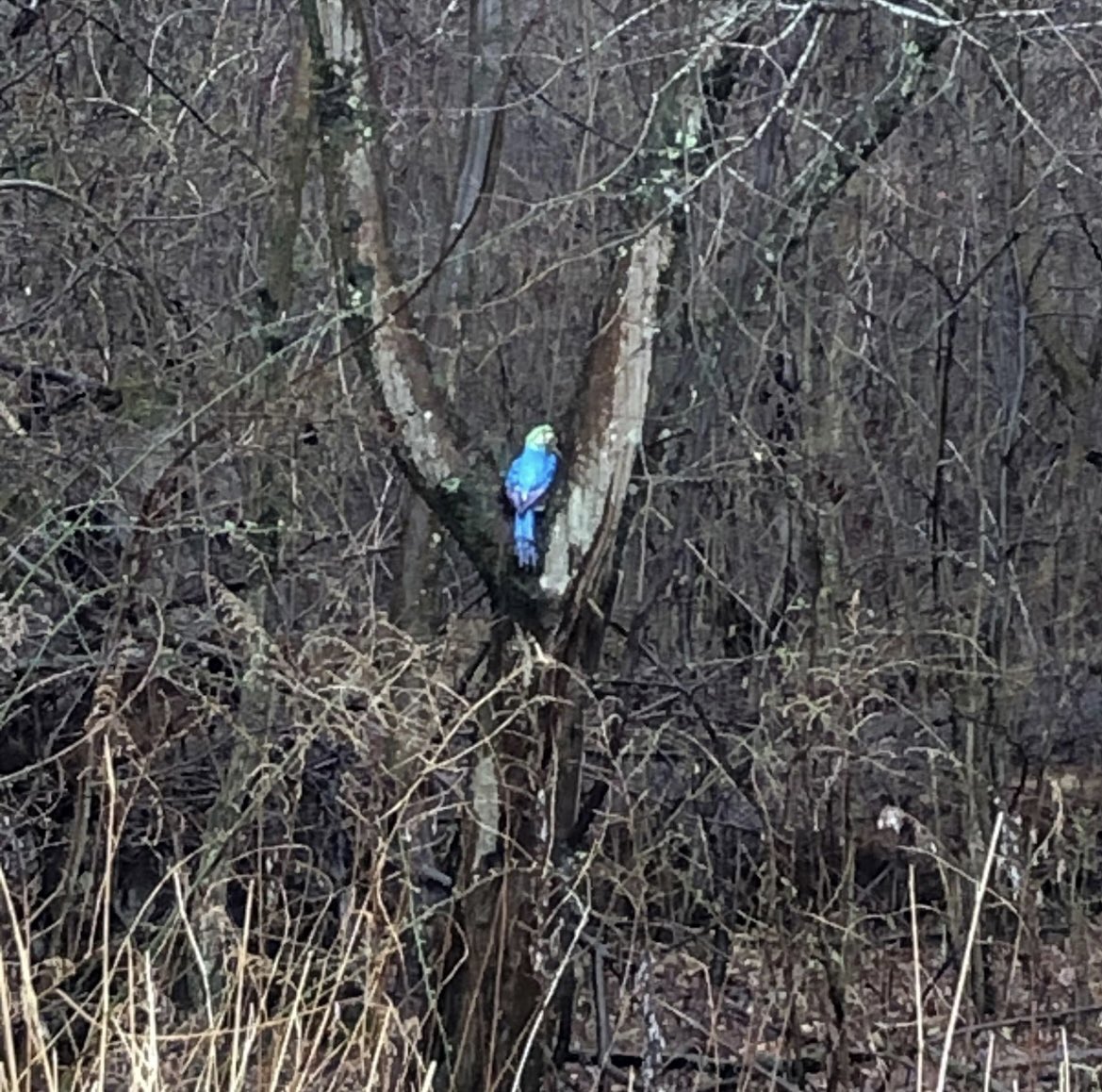 kurtsiegelin's tweet photo. .@PrincetonPolice all over this one. 😂 https://t.co/mZUVPezwny