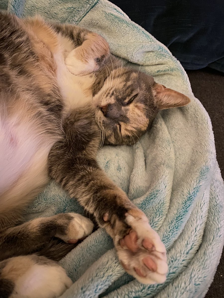 supashleyc's tweet photo. my baby turns 11 in less than a month π₯°π adopting an adult kitty was the best choice π #shethiccc #adoptdontshop https://t.co/GSSIhgcsHP