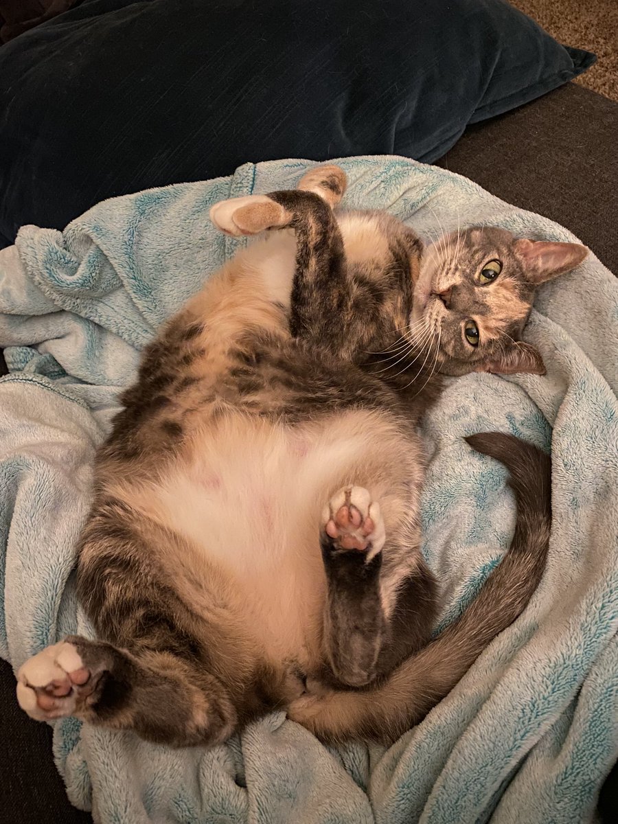supashleyc's tweet photo. my baby turns 11 in less than a month π₯°π adopting an adult kitty was the best choice π #shethiccc #adoptdontshop https://t.co/GSSIhgcsHP
