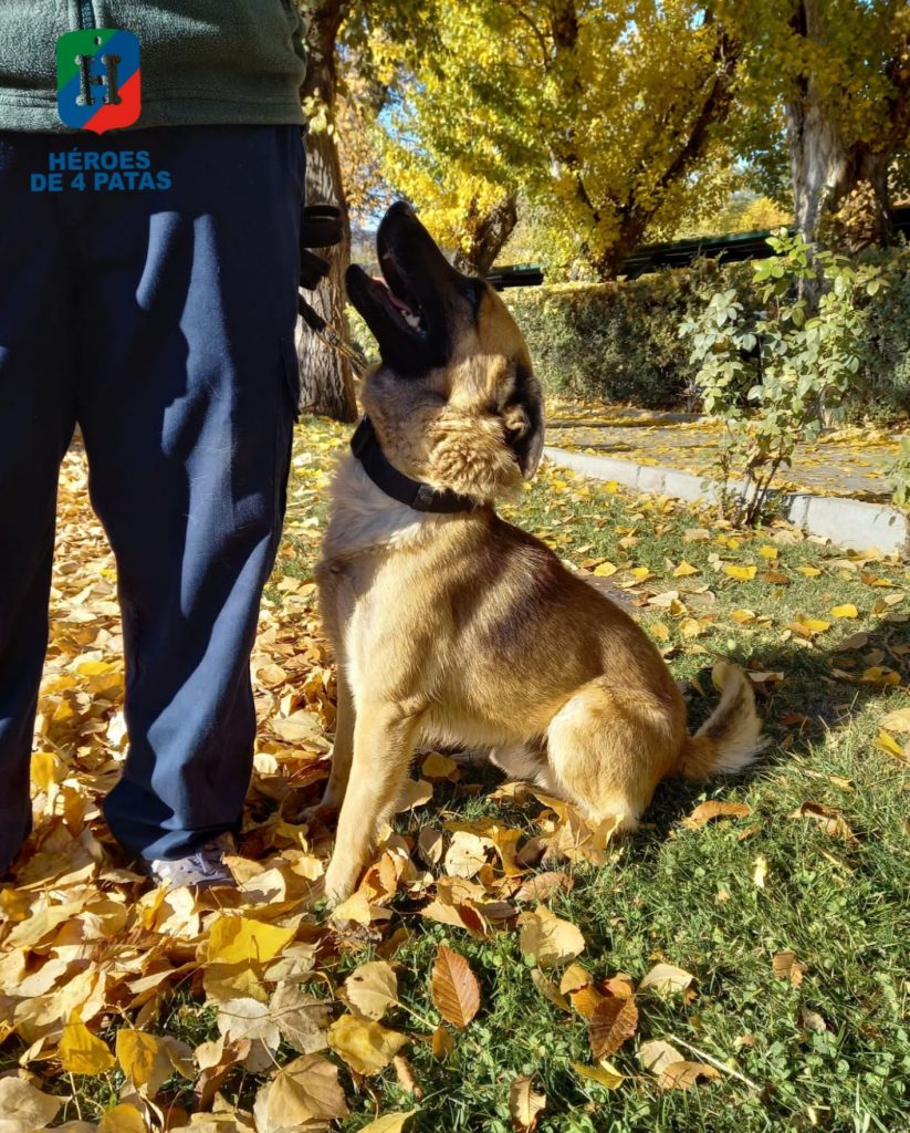 policia's tweet photo. Después de un duro trabajo, nuestros héroes de 4 patas 🐶merecen una buena jubilación. 

#AdoptaNoCompres #AdoptaUnJubilado 

https://t.co/quPxHECrVV

WE ❤ ANIMALS

Si tú no puedes comparte para que llegue a todos los rincones ❤️ https://t.co/pwW5W3RptG