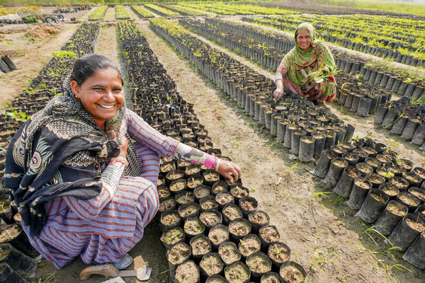 onetreeplanted's tweet photo. 1,533,930 fruit #trees planted in India!🌱🍋🎉The trees were planted to restore 1,553 hectares of land and they'll also help alleviate hunger and poverty while fighting pollution and climate change across rural #India💚https://t.co/Le5ovUaRSp https://t.co/lRYCgVpluO