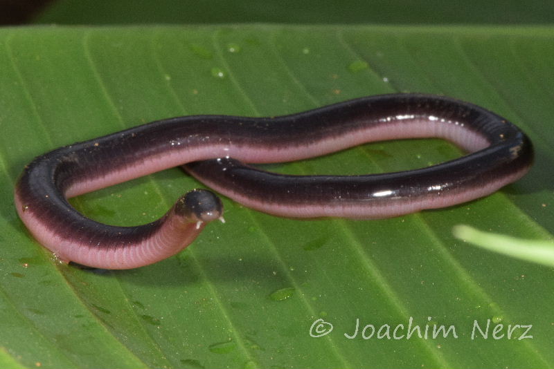 AmphibiaWeb's tweet photo. Did you know that there are currently 7455 species of frogs, 767 species of salamanders, and 215 species of caecilians? AmphibiaWeb keeps track of new amphibian species and their biology. Support us today! #CalBigGive  https://t.co/bNMAsKG6rM https://t.co/RAZ3qtcGKA