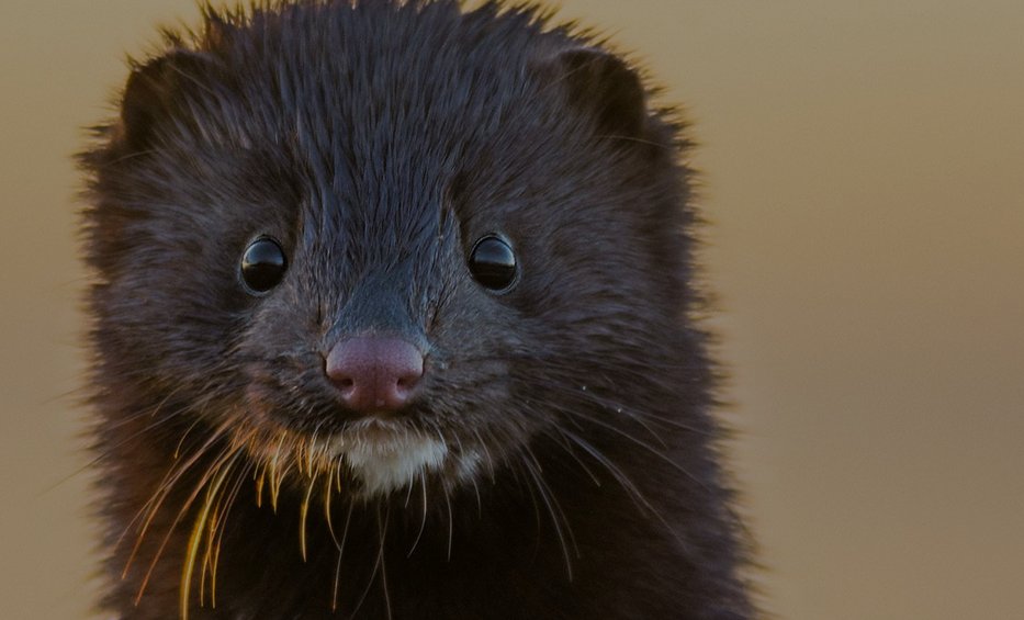 prepandemicdata's tweet photo. @BiophysicsFL They are covering up the role of fur farms. 
It's the truth hiding in plain sight. But it could have started anywhere-anywhere there are fur farms. https://t.co/CaDklYZVl1