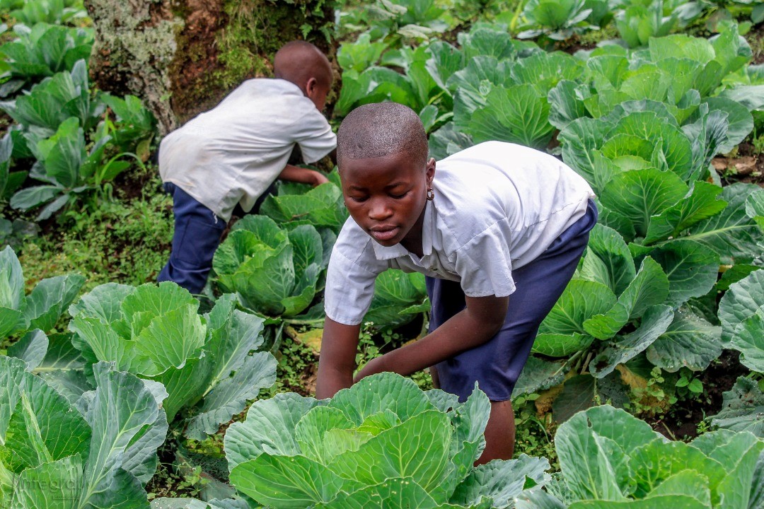 WFPDRC's tweet photo. Avec un repas 🥣 quotidien à l'école 🏫 les enfants apprennent mieux  &amp;  les taux d'inscription  &amp;  de rétention augmentent !

@WFPDRC  @SchoolMeals_ @IntSchoolMeals #nutrition #education #RDC #ISMD2022 https://t.co/SmJmxPtXNu
