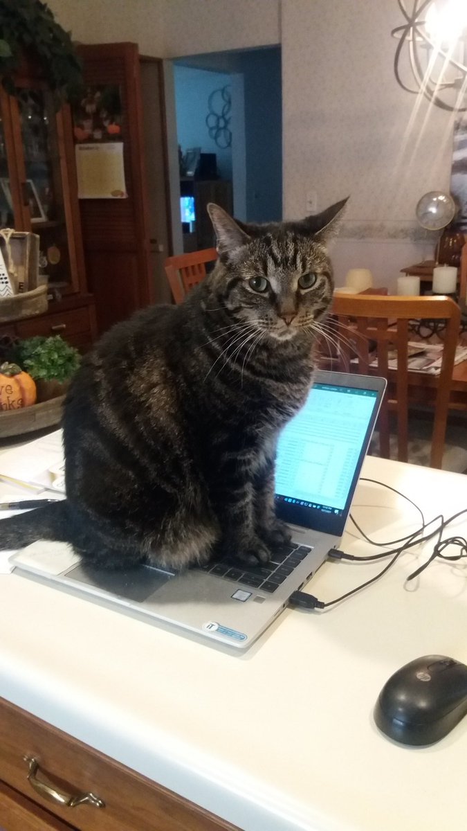 NippleThursday's tweet photo. Please contact me with all your IT concerns...
#Milo #CatsOnTwitter #CatsLivesMatter #computercat #IThelp https://t.co/vhaG8dSiXT