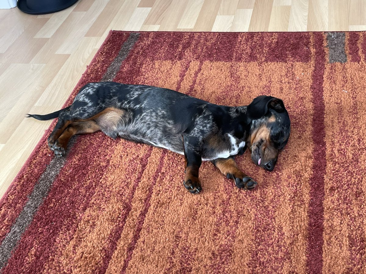 basileus_eth's tweet photo. Public sale commencing in three minutes … tension is almost palpable … #AgeOfBasileus #DogsGoneWild #CheckHisPulse #DogsOfTheDAO https://t.co/C9cWbBYjuq