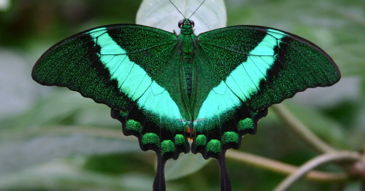 More than 7,000 tropical butterflies are set to take flight this month at @MeijerGardens as part of the highly anticipated annual Fred & Dorothy Fichter Butterflies Are Blooming exhibition—the largest temporary tropical butterfly exhibition in the nation. bit.ly/3Cd7pnx