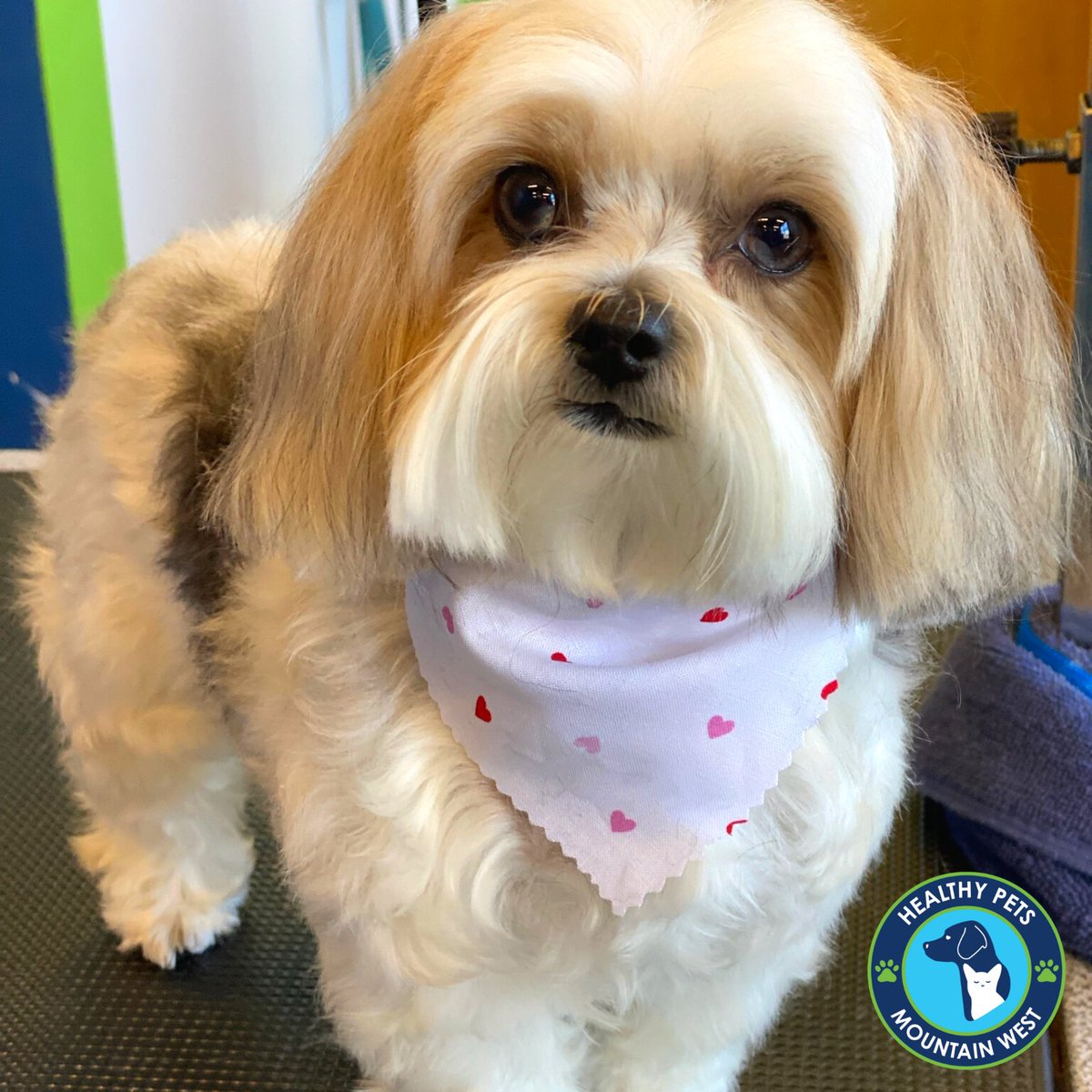 HealthyPetsMW's tweet photo. Riley the #Morkie! ๐พ
.
.
.
#dogsofutah #cottonwoodheights #slcdogs #healthypets #doggrooming https://t.co/JoCSDUymRO