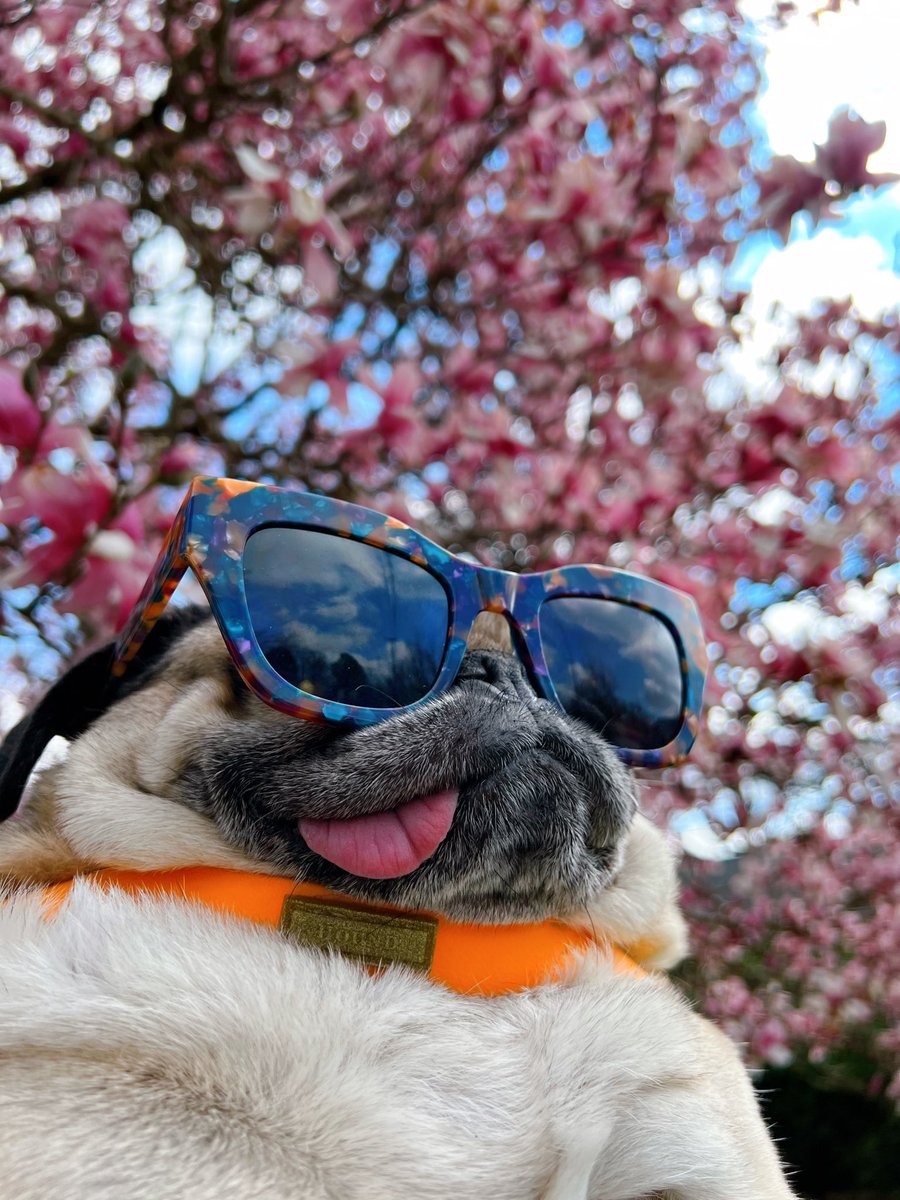 itsdougthepug's tweet photo. When it finally gets above 60 degrees and u feel unstoppable https://t.co/v8gcwCqnIq