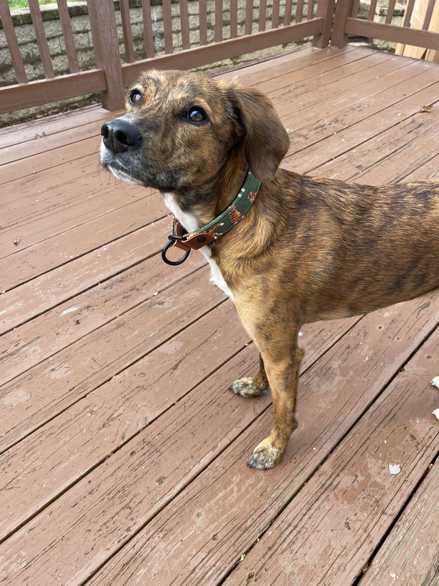 cutie lil tiger girl in her new <a href="/foxleymoth/">foxleymoth</a> foxmoth tiger collar!