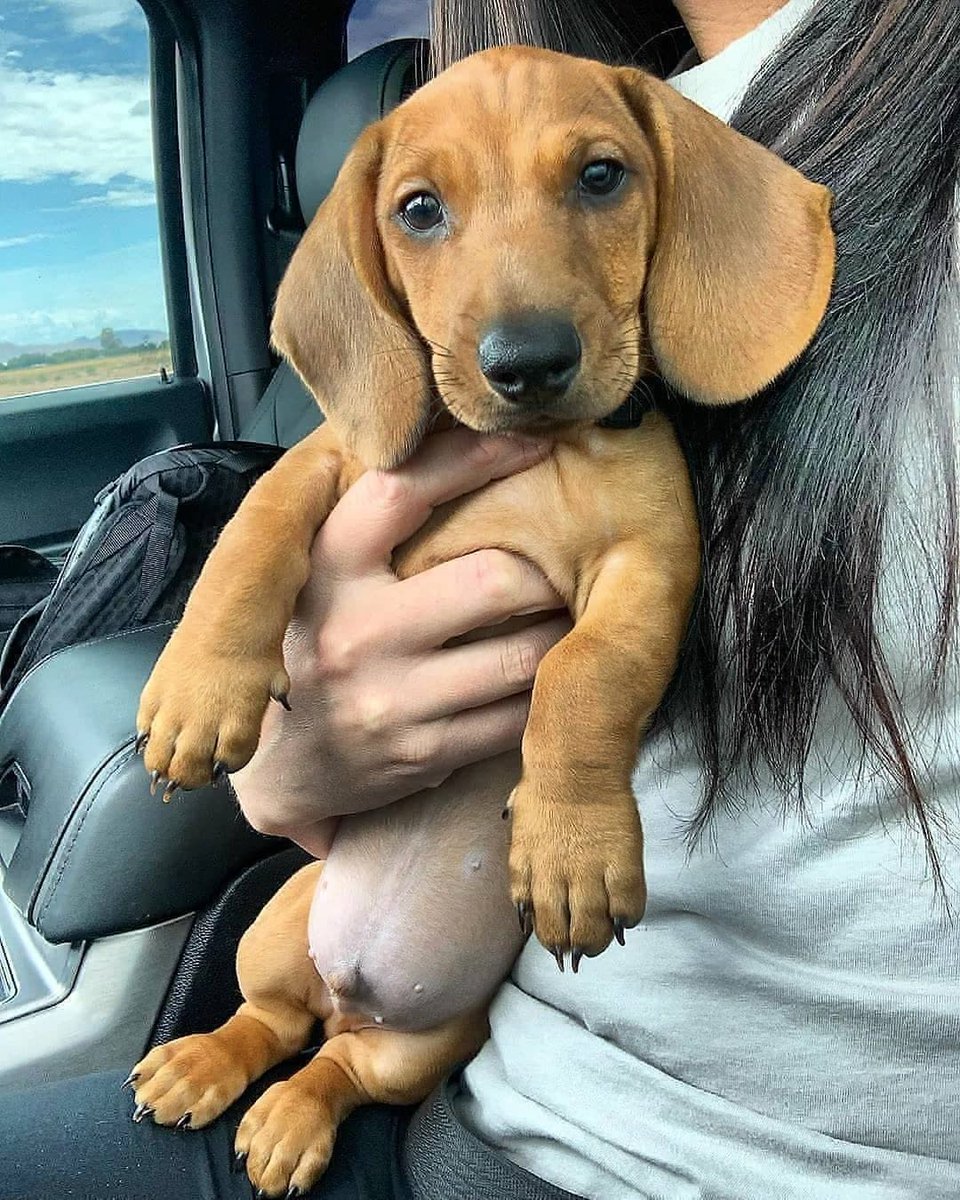 Am I Cute or not??
#Dachshund #Dachshunds