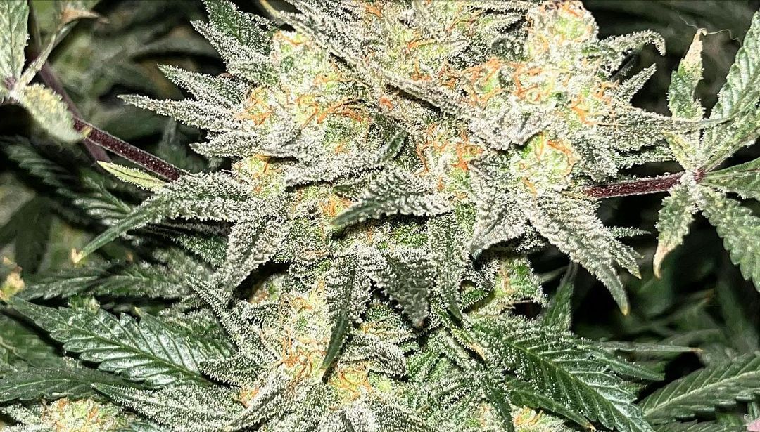 👀 Durban Poison, grow in this picture by @cdncannabiscartel, is a nice, trichome-rich strain. With a flower time of about 10 weeks on average, and a moderate difficulty level, this strain is recommended for intermediate level growers who want to get their THC on. 🍃