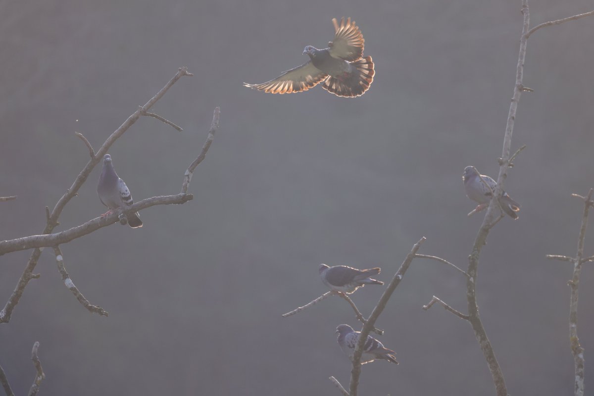 RKKwiatek's tweet photo. Arundel,UK #Pigeons #flayingbird
#arundelbirds #birdsontree #dove https://t.co/D7Ygxs2MvU